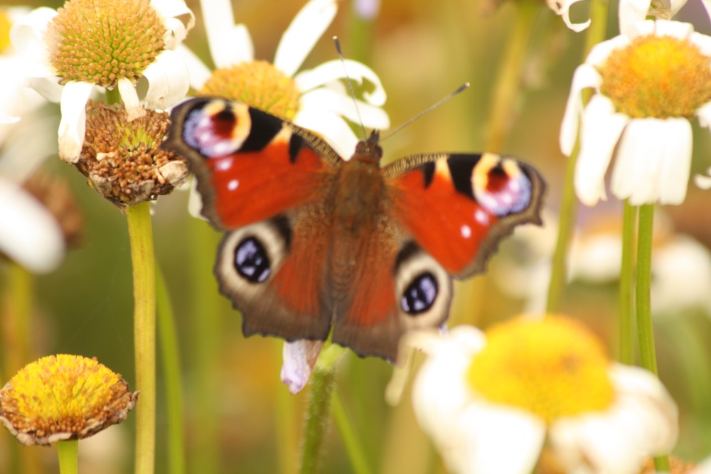 PENTO Invest a.s. , Praha IČO 00545201