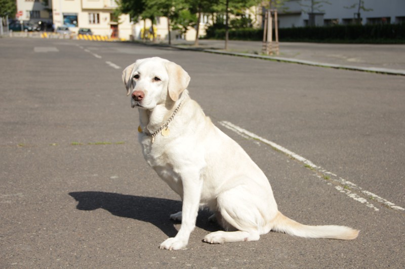 Správní bytové družstvo Nový domov , Praha IČO 00033456