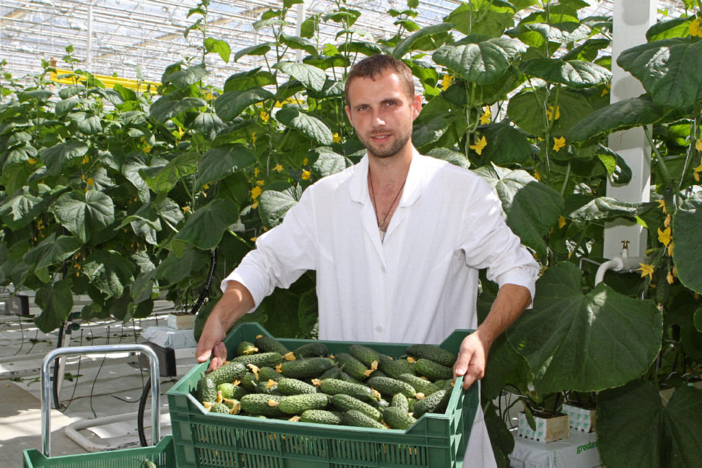 Produkce skleníkové zeleniny v moskevském regionu se meziročně zvýšila o 41 %.